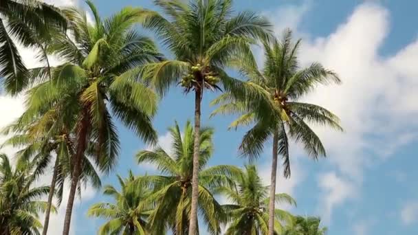Kokospalmen op eiland — Stockvideo