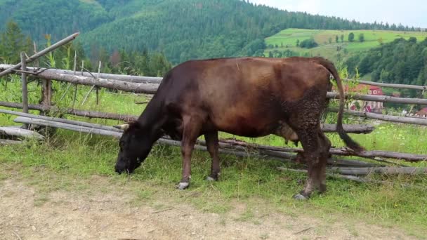 Корова стоит на зеленом лугу — стоковое видео
