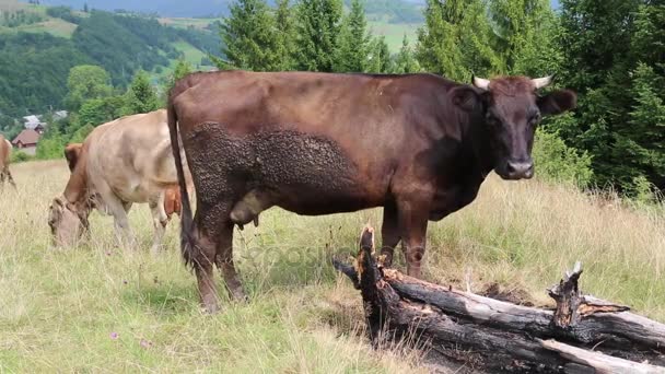 Vacas lecheras en el prado — Vídeos de Stock