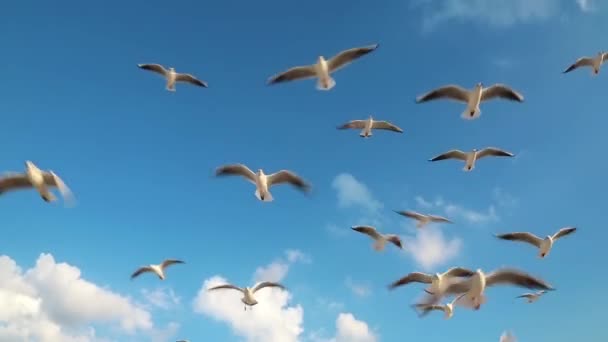 Möwen fliegen in den Himmel — Stockvideo