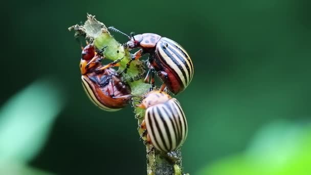 Colorado beetles on potato plant — Stock Video