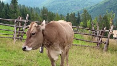 Yeşil çayır üzerinde inek duran 
