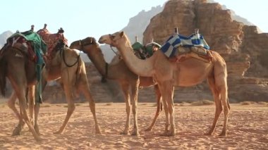 Wadi Rum Çölde deve