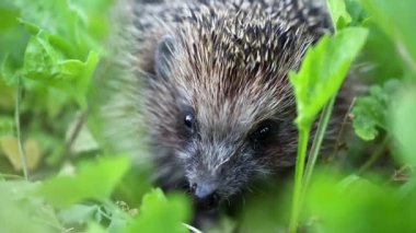 Yeşil çimlerde kirpi