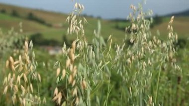 Rüzgarda sallanan yeşil çimen