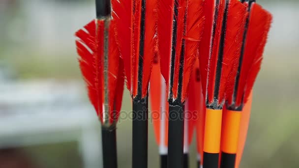 Flechas con plumas rojas — Vídeos de Stock