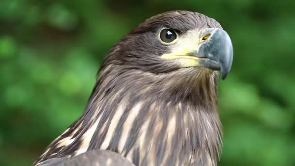 Águila marina en jardines zoológicos — Vídeo de stock