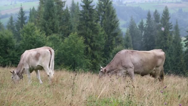 Vacche da fattoria sul prato — Video Stock