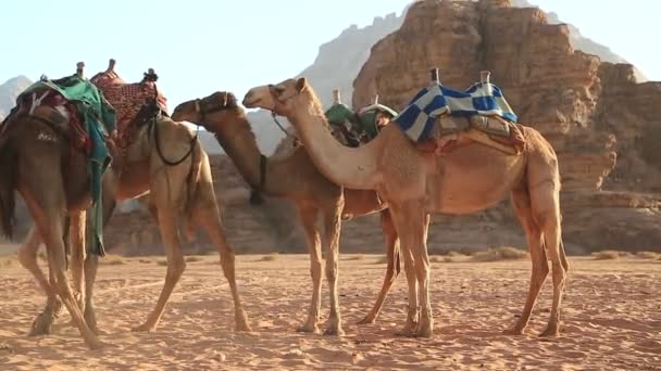 Velbloudi v poušti Wadi Rum — Stock video