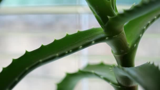 Aloe in flowerpot stands on windowsill — Stock Video