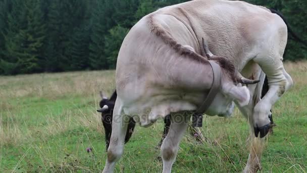 Kráva stojící na zelené louce — Stock video