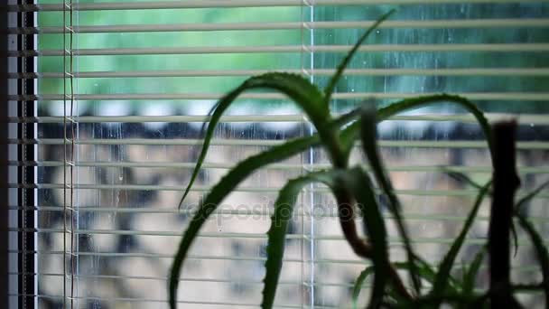 Aloe en puestos de maceta en alféizar de ventana — Vídeos de Stock