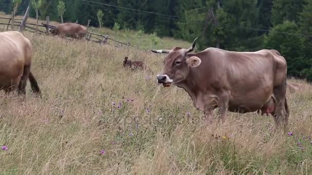 Farm cows on meadow — Stock Video