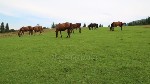 pâturage des chevaux sur les prairies 