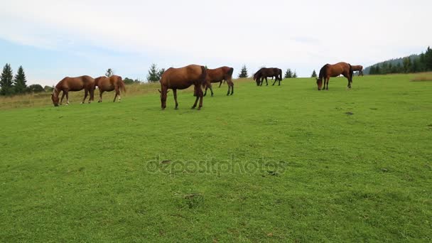 Cavalos que pastam em prados — Vídeo de Stock