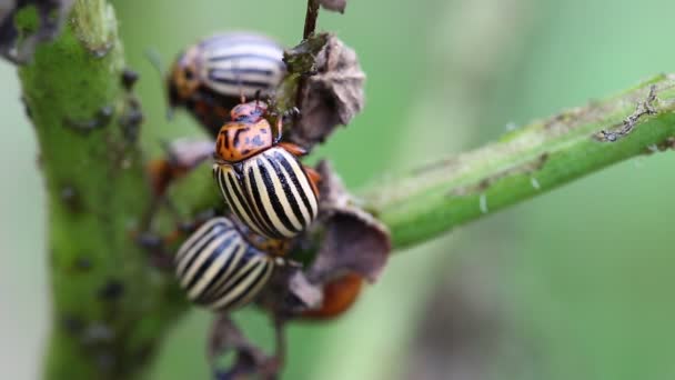 Scarabei del Colorado sulle piante di patate — Video Stock