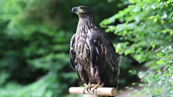 Águila marina en jardines zoológicos — Vídeos de Stock