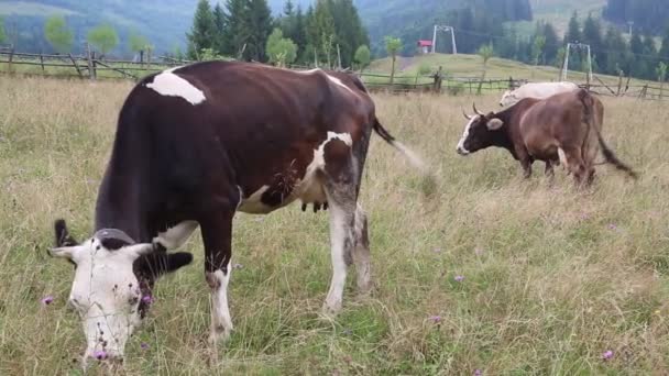 Boerderij koeien op de weide — Stockvideo