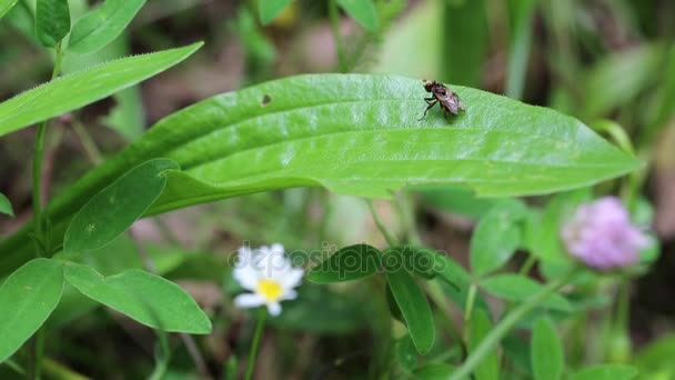 Mouche s'assoit sur la feuille verte 