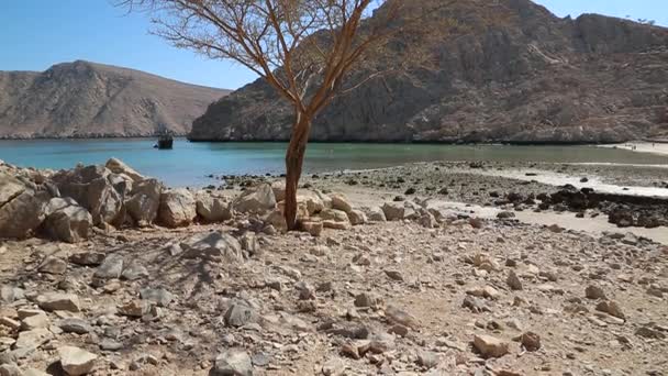 바위 해안에 외로운 나무 — 비디오