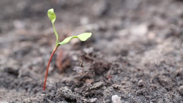 Planta jovem no solo — Vídeo de Stock