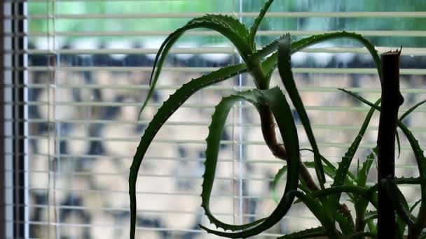 Aloe in vaso da fiori sta sul davanzale della finestra — Video Stock