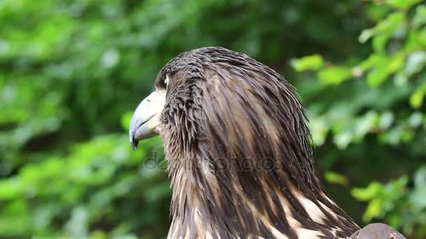  Aigle de mer dans les jardins zoologiques 