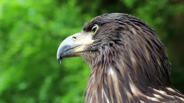 Águila marina en jardines zoológicos — Vídeo de stock