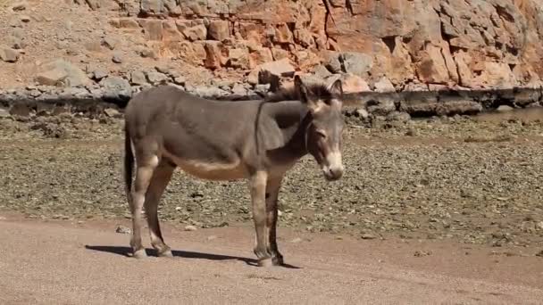 Donkey on beach in Village — Stock Video