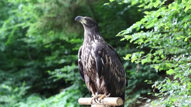 Sea eagle in zoological gardens — Stock Video