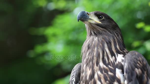 Águila marina en jardines zoológicos — Vídeos de Stock