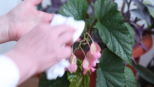 Vrouwelijke handen doekjes groene bladeren — Stockvideo
