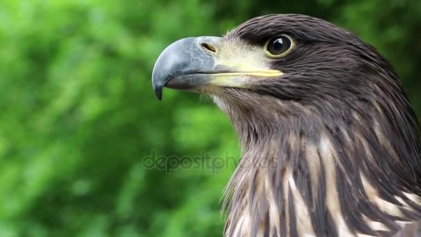 Sea eagle in zoological gardens — Stock Video