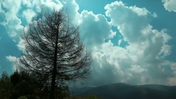 4K Timelapse de nubes y árboles muertos en las montañas — Vídeos de Stock