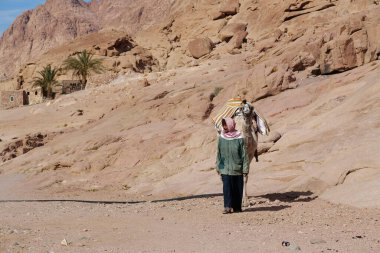 EGYPT, SINAI, DECEMBER 21, 2019: Egyptian with camel stands in stone desert near Saint Catherines Monastery, Sinai, Egypt