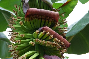 Tenerife adasındaki fidanlıkta küçük yeşil muzlar yetişiyor.