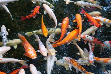 Koi, süslü sazanlar suda yüzer. Renkli süslü sazanlar ve Koi balıkları gölette yüzer.