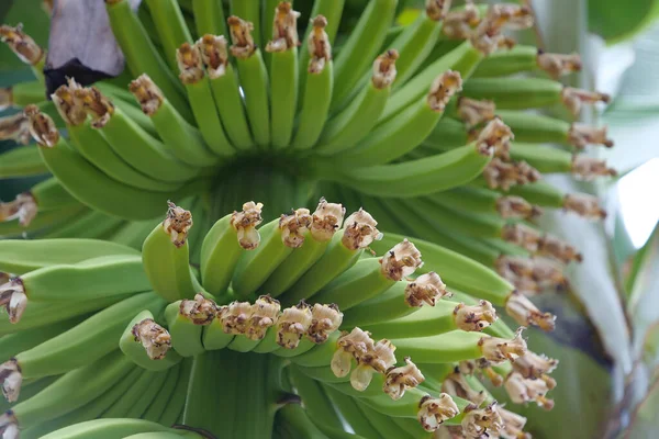 Маленькие Зеленые Бананы Растут Плантации Острове Тенерифе Канарские Острова Испания — стоковое фото