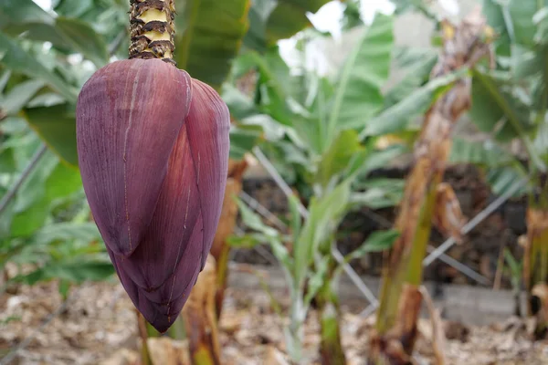 Plantacja Bananów Teneryfie Wyspy Kanaryjskie Hiszpania — Zdjęcie stockowe