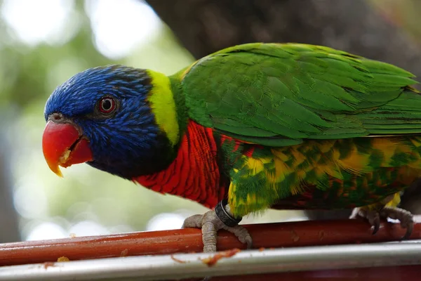 Papagaio Colorido Comer Close — Fotografia de Stock