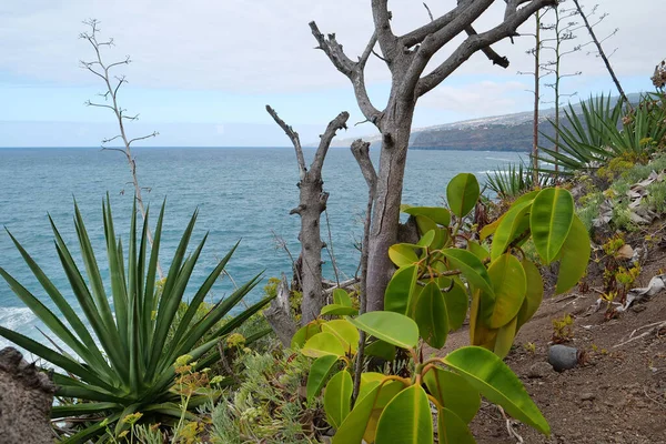 Atlantic Ocean Coast Tenerife Island Canary Islands Exotic Tropical Plants — Stock Photo, Image