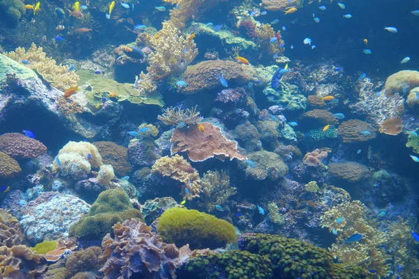 Nagy Akvárium Színes Korallokkal Halakkal — Stock Fotó