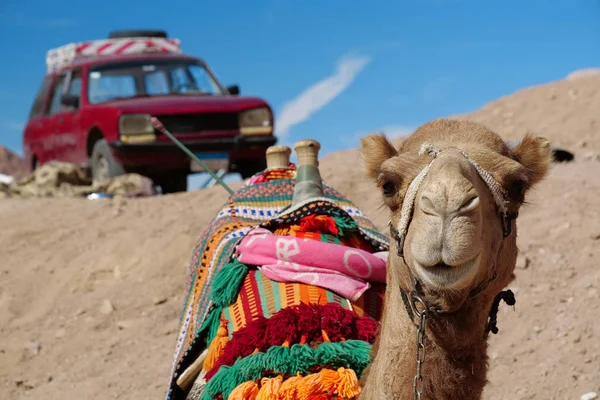 Egyptian camel, transport of the past and present. Red retro car stands at background