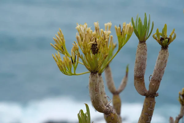 Plants Coast Tenerife Island Canary Islands Spain — Stock Photo, Image