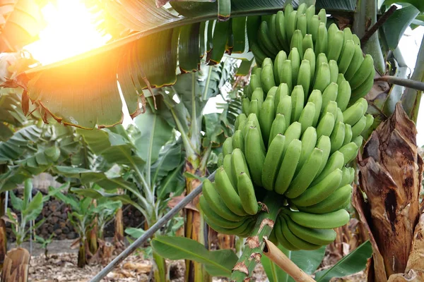 Bananträd Bananplantage Teneriffa Kanarieöarna Spanien — Stockfoto