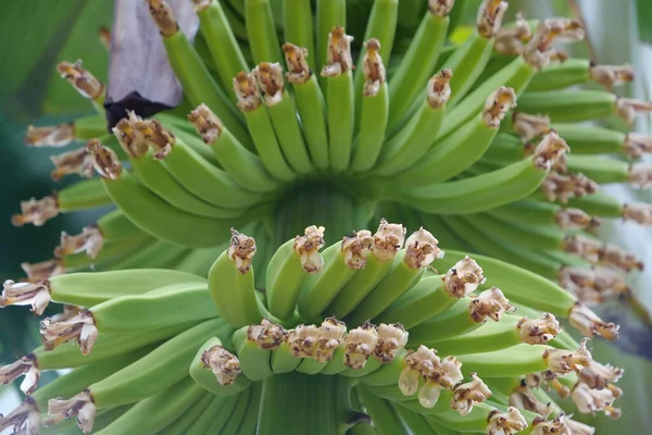 Pequeños Plátanos Verdes Crecen Plantaciones Isla Tenerife Islas Canarias España — Foto de Stock