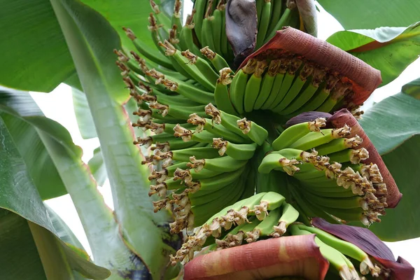 Small green bananas grows at plantation on Tenerife island