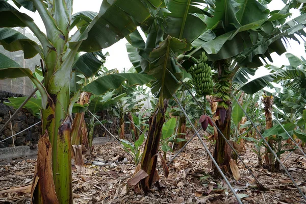 Alberi Banane Nella Piantagione Banane Tenerife Isole Canarie Spagna — Foto Stock