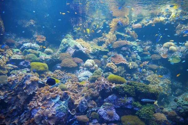 Korallok Akváriumban Színes Halakkal — Stock Fotó