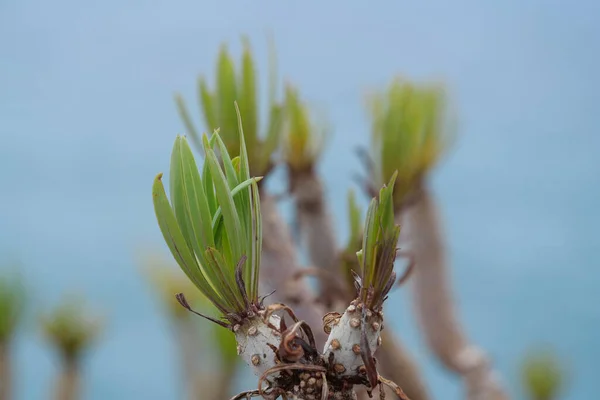 Rostliny Pobřeží Ostrova Tenerife Kanárské Ostrovy Španělsko — Stock fotografie